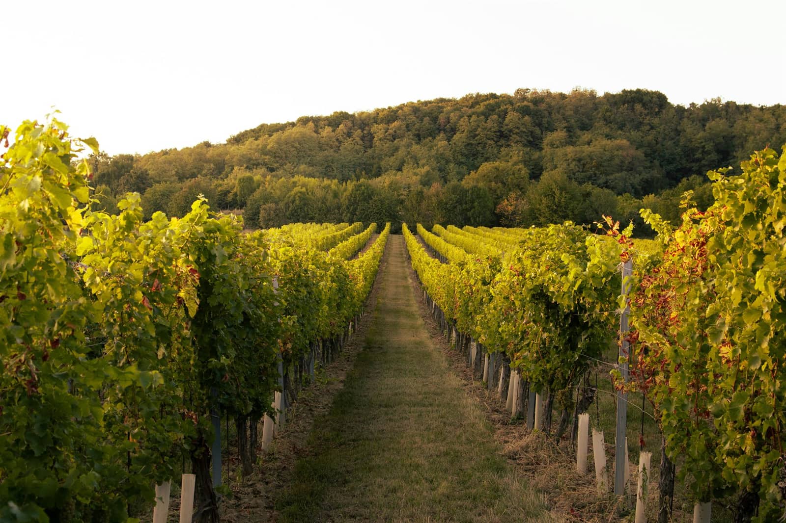 Independent vineyard at golden hour